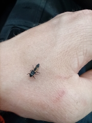 Harmonia axyridis