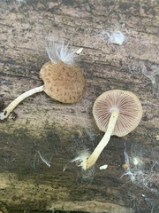 Cystoagaricus subamarus