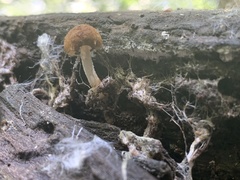 Cystoagaricus subamarus
