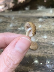 Cystoagaricus subamarus