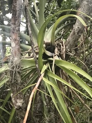 Tillandsia elongata