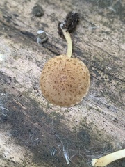 Cystoagaricus subamarus