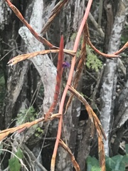 Tillandsia elongata
