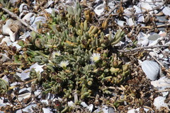 Mesembryanthemoideae