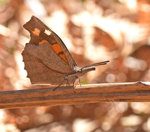 Libythea celtis