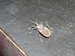 Triatoma sanguisuga