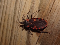 Triatoma sanguisuga