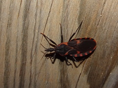 Triatoma sanguisuga