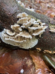 Cerrena zonata
