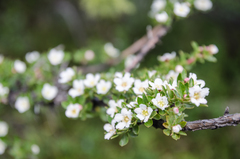 Escallonia virgata