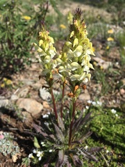 Pedicularis parryi