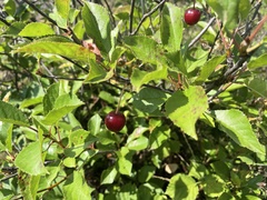 Prunus fruticosa