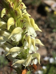 Pedicularis parryi