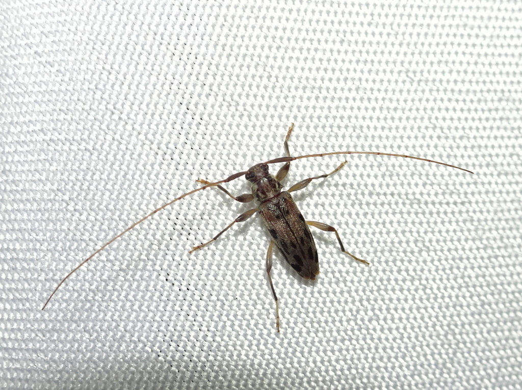 Lepturges pictus