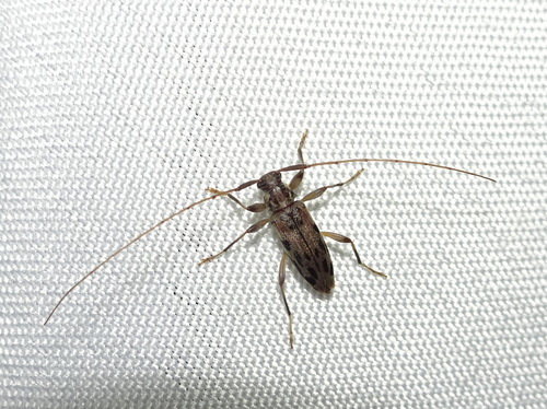 Lepturges pictus