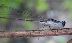 Nehalennia pallidula