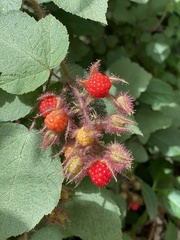 Rubus phoenicolasius