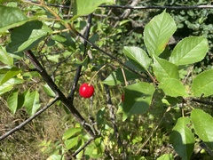 Prunus fruticosa