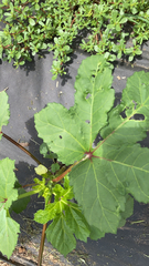 Abelmoschus esculentus