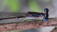 Nehalennia pallidula