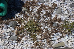 Mesembryanthemoideae