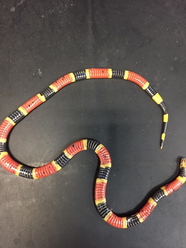 Blotched Coral Snake