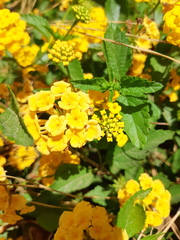 Lantana × hybrida