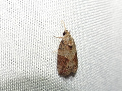Garella