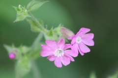 Silene dioica