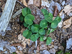 Soldanella montana
