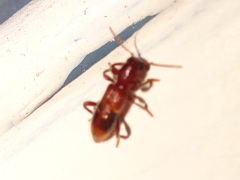 Priocera castanea