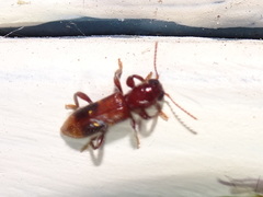 Priocera castanea