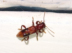 Priocera castanea