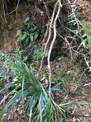 Freycinetia formosana
