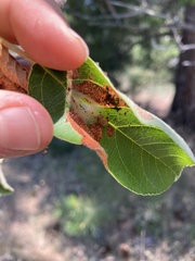 Pseudexentera mali