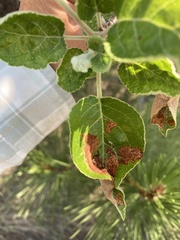 Pseudexentera mali