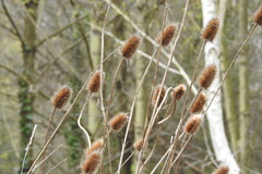 Dipsacus fullonum