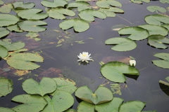 Nymphaea odorata