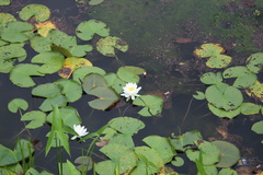 Nymphaea odorata