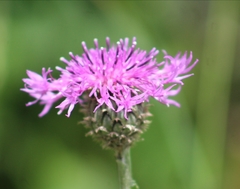 Centaurea scabiosa