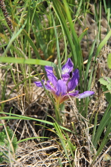Iris pontica