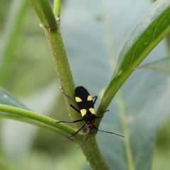 Oncopeltus varicolor varicolor