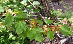 Acer glabrum douglasii