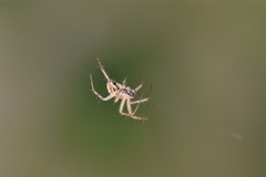 Mangora acalypha