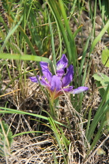 Iris pontica