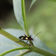 Oncopeltus varicolor varicolor