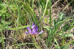 Iris pontica