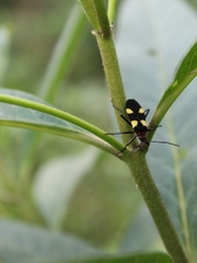 Oncopeltus varicolor varicolor