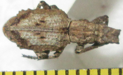 Microcerus