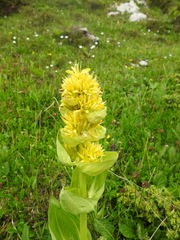 Gentiana lutea vardjanii